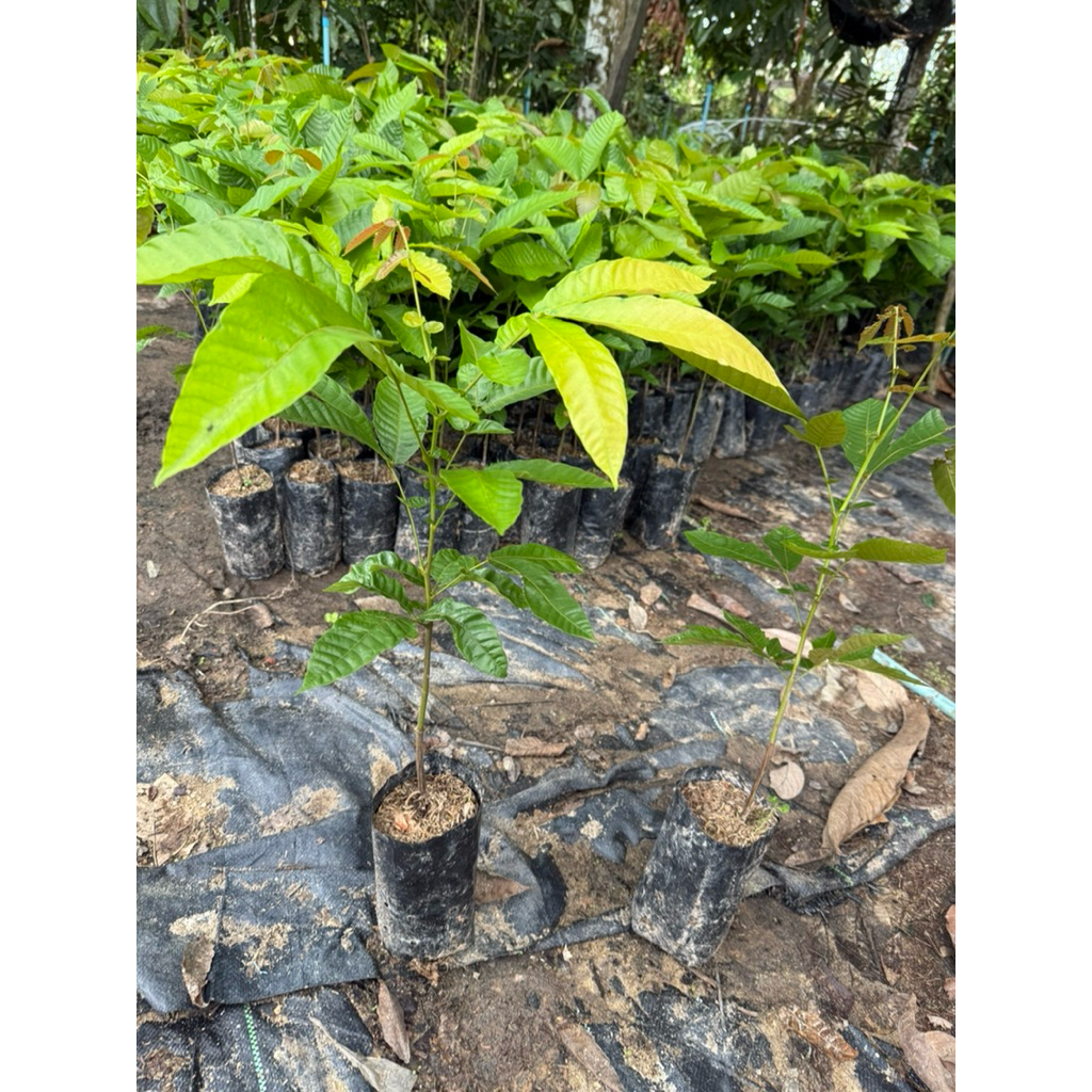 ต้นลำไยคริสตัลได้4ต้น - รูปที่ 2