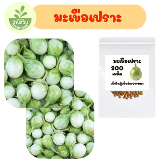 เมล็ดพันธุ์มะเขือเปราะ จำนวน 200 เมล็ด