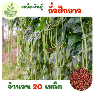 เมล็ดพันธุ์ถั่วฝักยาว จำนวน 20 เมล็ด