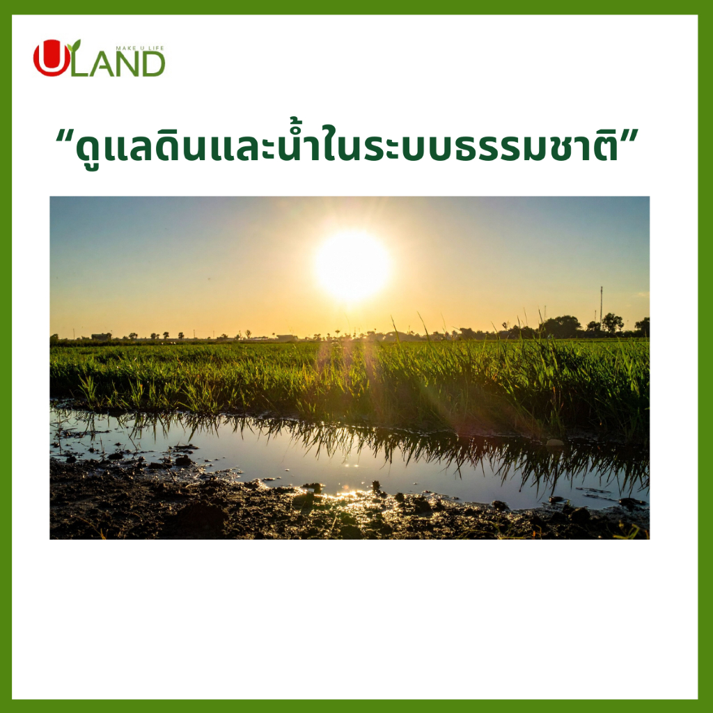 ULAND EM Ball Bio-3 จุลินทรีย์ย่อยสลายอินทรียวัตถุในดิน เศษพืช ตอซังข้าว และน้ำธรรมชาติ - รูปที่ 2