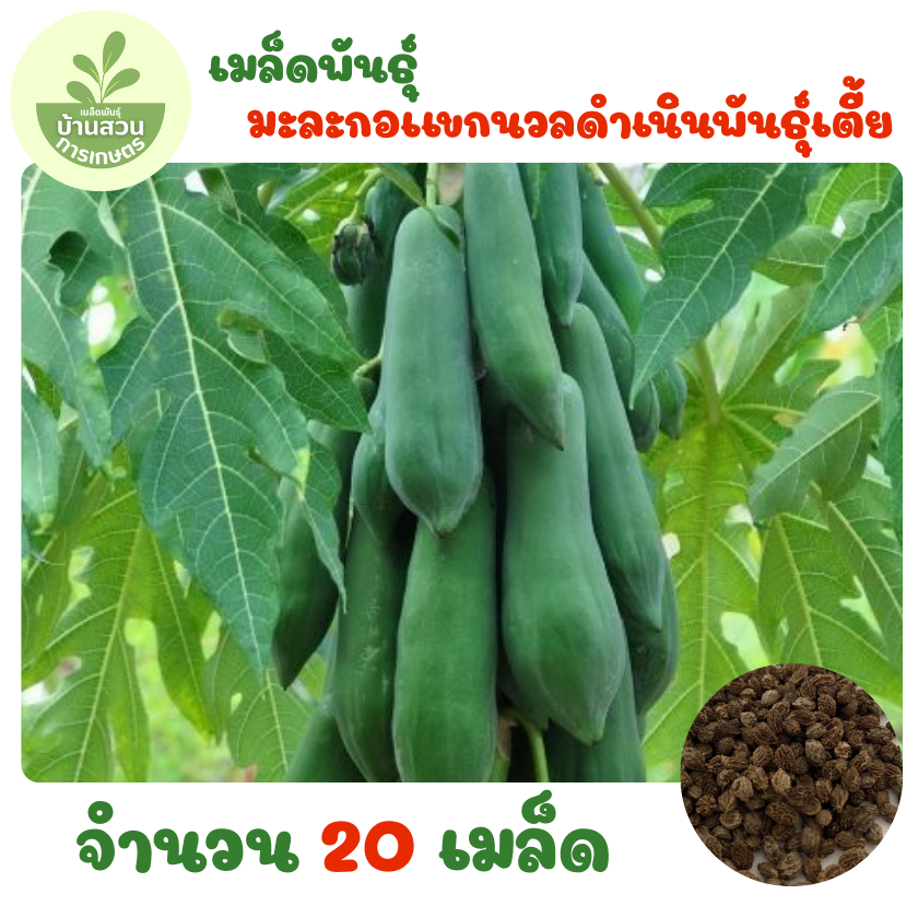 เมล็ดพันธุ์มะละกอแขกนวลดำเนินพันธุ์เตี้ย จำนวน 20 เมล็ด
