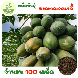 เมล็ดพันธุ์มะละกอเรดเรดี้ จำนวน 100 เมล็ด