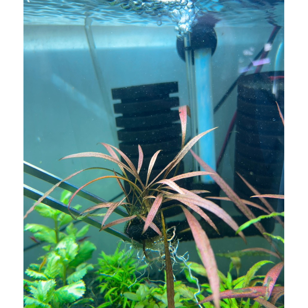 ต้นไม้น้ำคริปไทย์เก้อ(Croyptocoryne Spiralis tiger)ใบน้ำพันก้อนวาบิเลี้ยงง่าย