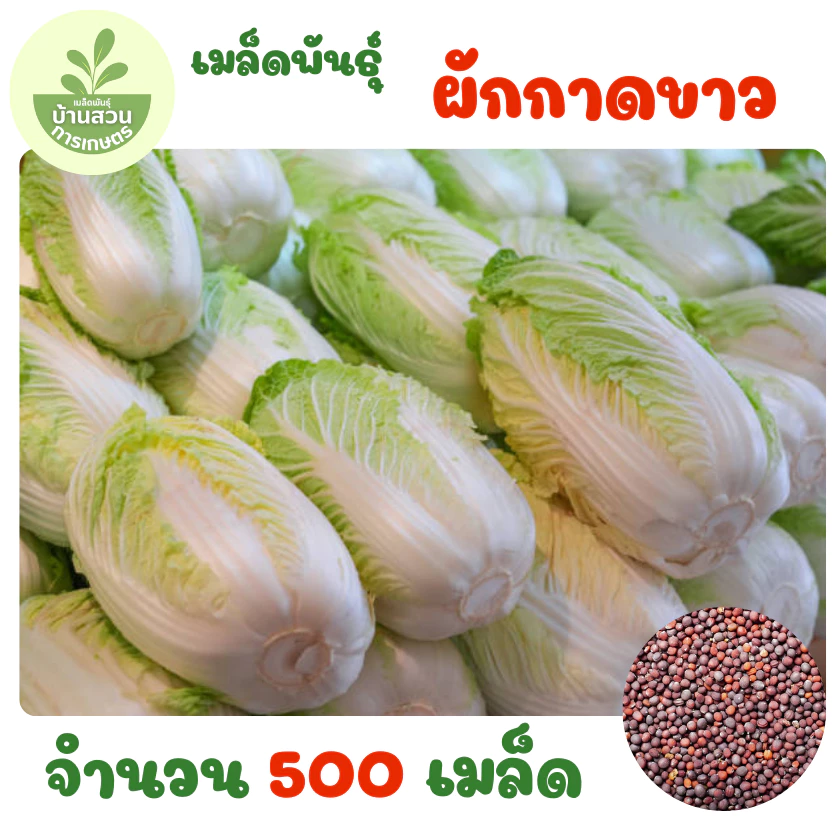 เมล็ดพันธุ์ผักกาดขาว จำนวน 500 เมล็ด