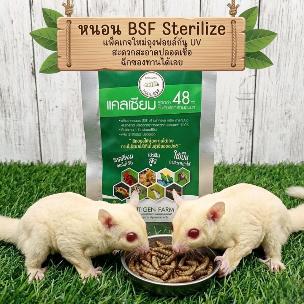 หนอน BSF (Sterilized) สะอาดปลอดเชื้อ ฉีกซองทานได้เลย
