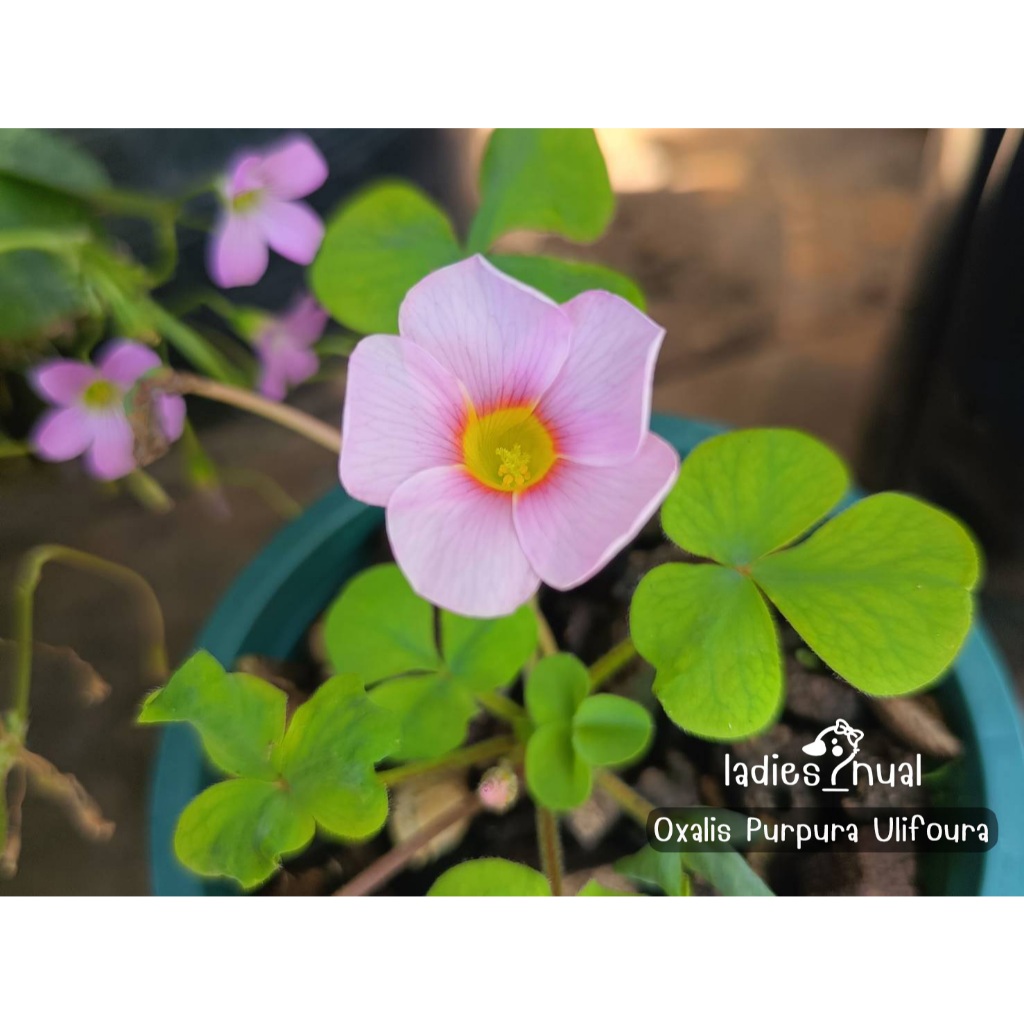 Oxalis Purpura Ulifoura ดอกชมพู สีหวานมาก ในกระถาง 5 นิ้ว