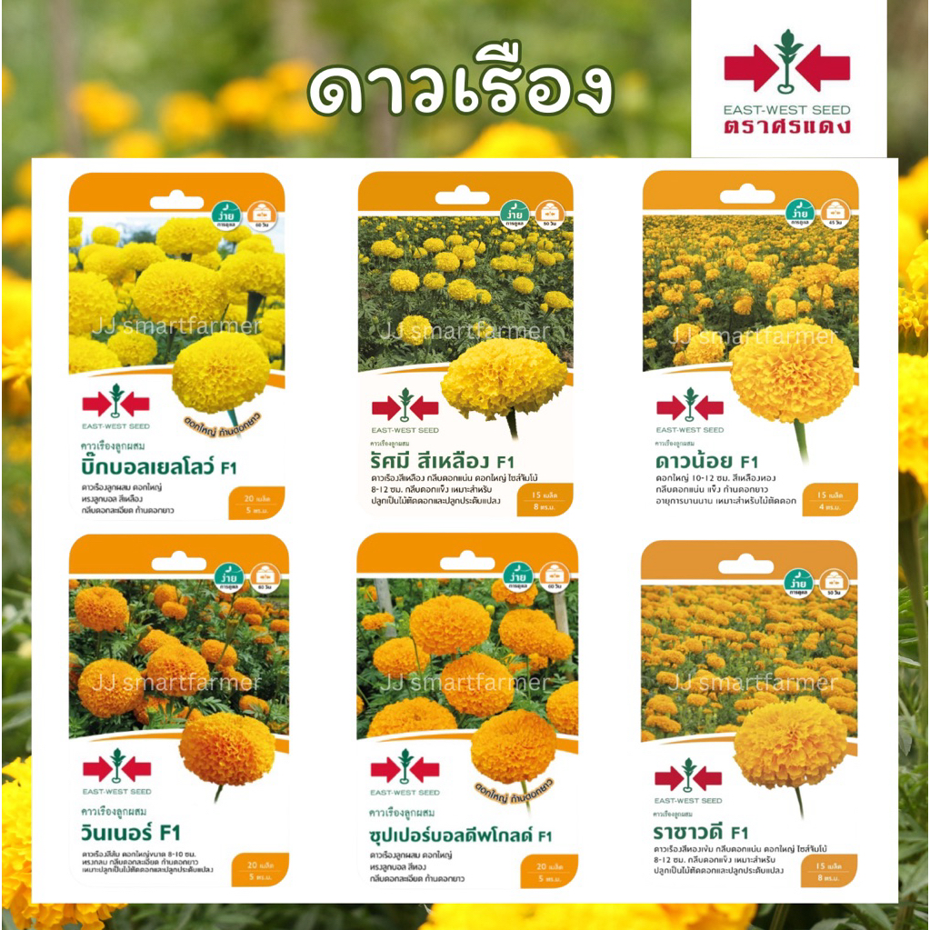 เมล็ดดาวเรือง ตราศรแดง⭐️🌼 บิ๊กบอลเยลโล่,รัศมีสีเหลือง,ดาวน้อย,วินเนอร์,ซุปเปอร์บอลดีพโกลด์,ราชาวดี