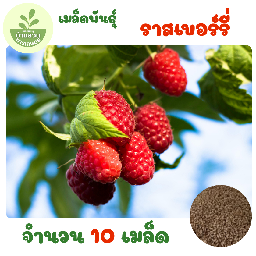 เมล็ดพันธุ์ราสเบอร์รี่ จำนวน 10 เมล็ด