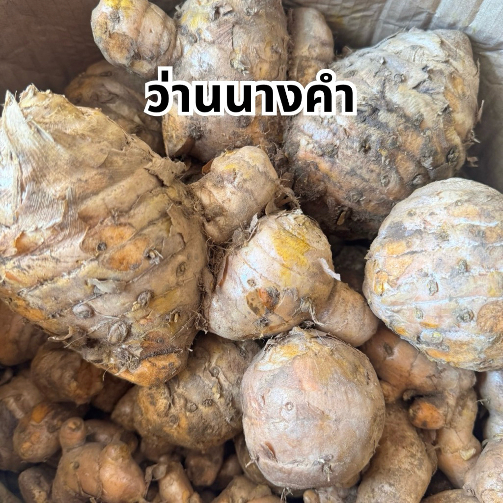 ว่านนางคำ นางคำสด ขนาด 1 กิโลกรัม