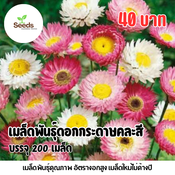 เมล็ดพันธุ์ดอกกระดาษคละสี บรรจุ 400 เมล็ด