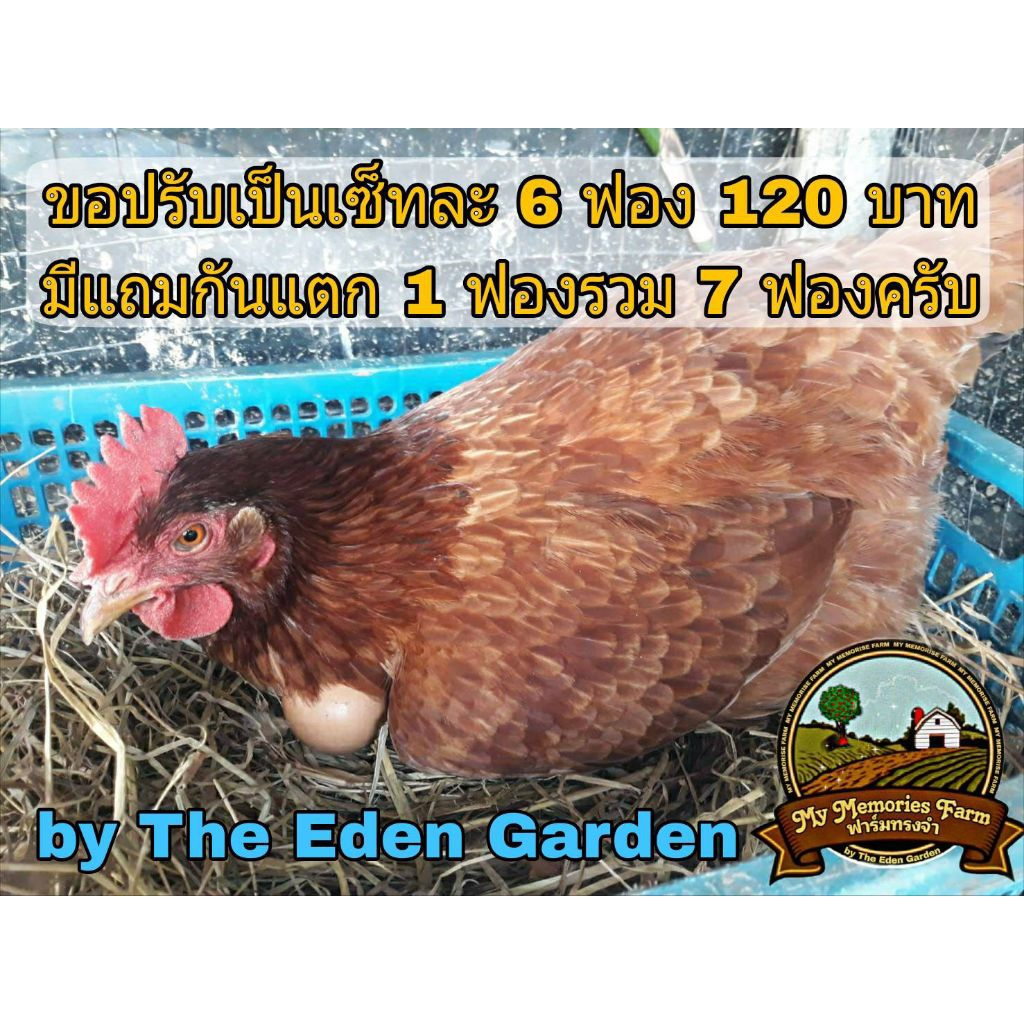 ไข่เชื้อสำหรับนำไปฟัก ไก่ไข่สายพันธุ์แท้ โรดไอแลนด์เรดอเมริกัน เซ็ท 6 ใบ 120 บาท (แถม1 รวม 7 ใบ)เชื้อแข็งแรงฟักง่าย