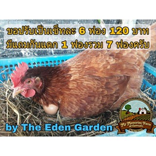 ไข่เชื้อสำหรับนำไปฟัก ไก่ไข่สายพันธุ์แท้ โรดไอแลนด์เรดอเมริก…