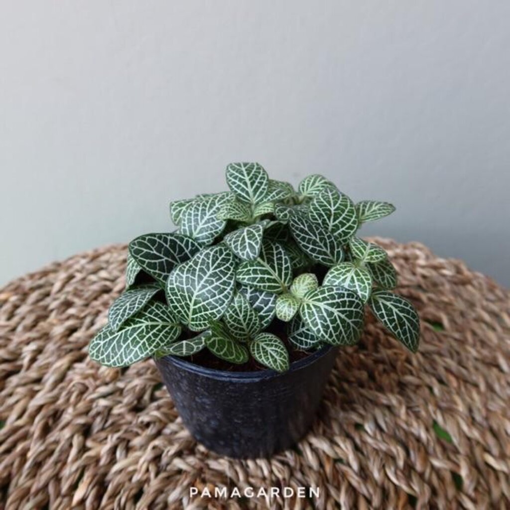 มุมมอง 3