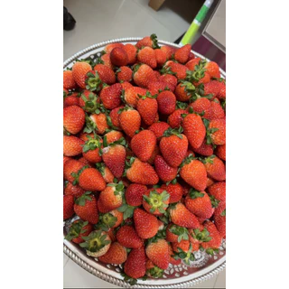 สตอเบอรี่นำเข้าจากจีน คัดก่อนส่งทุกแพ็ค กดส่งด่วนส่งภายใน2 ชั่วโมง(ไม่ส่ง ตจว. ส่งแค่ กทม.และปริมณฑลเท่านั้น)