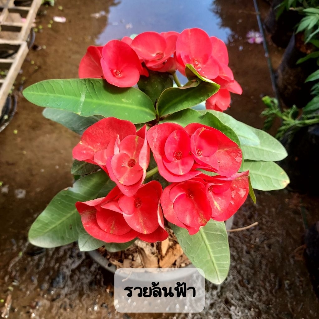 ต้นโป๊ยเซียน ไม้มงคล คัดพันธุ์เด่นๆ - รูปที่ 6