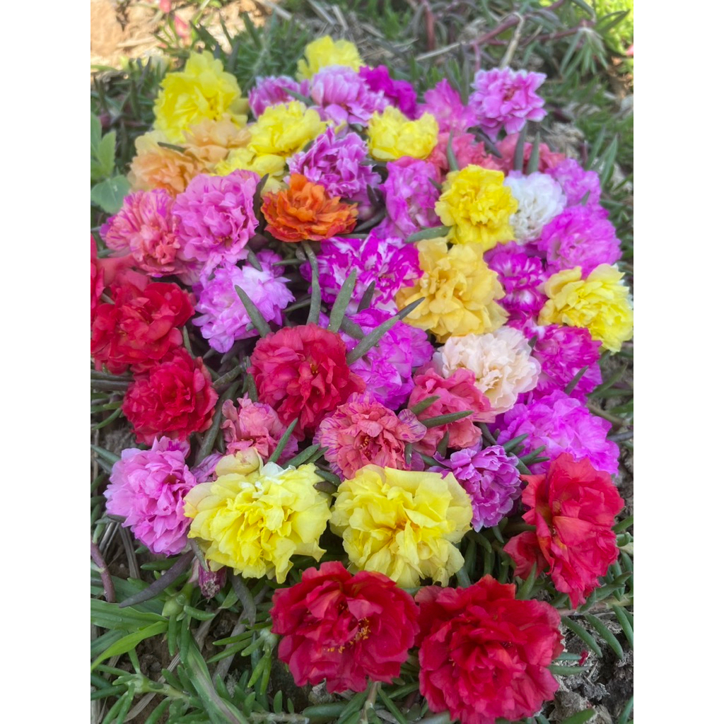 แพรเซี่ยงไฮ้ คละสี คละ20-25 สี ดอกดกสวย ปลูกง่าย สีสันสวยงาม