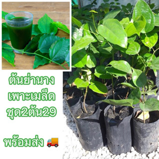 ต้นย่านางหรือใบย่านาง เพาะเมล็ด ชุด2ต้น29บาท ต้นสวยสมบูรณ์มา…