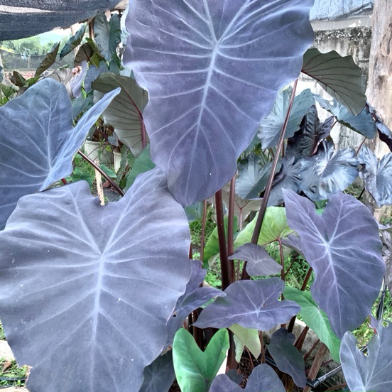 โคโลคาเซียไจแอนเกร(Colocasia Giant Grey)ไม้ฟอกอากาศ ไม้มงคล  ไม้ประดับ ไม้แต่งสวน ไม้ด่าง ไม้หายาก