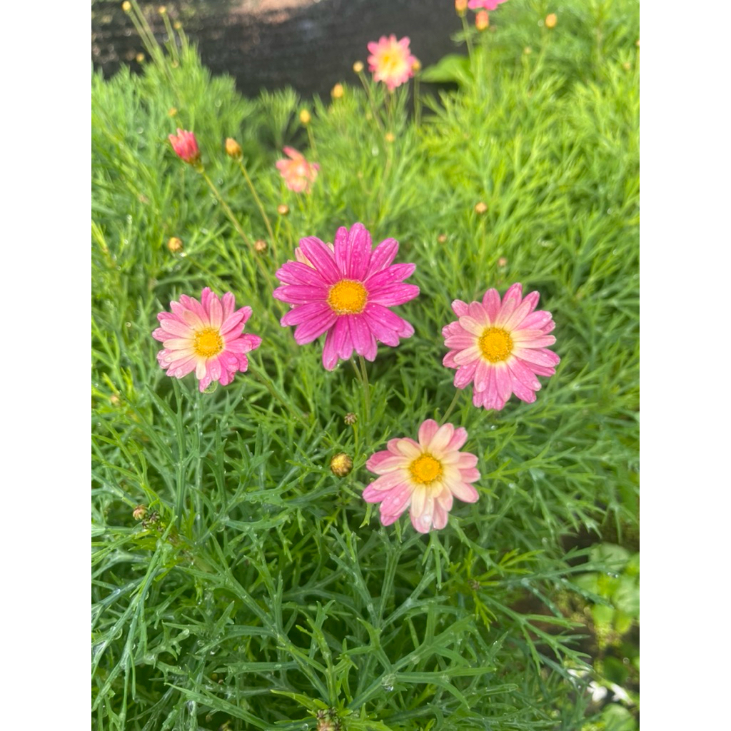 🌱ต้นกล้า Daisy ปารีสทูโทน🌸สีชมพูกับสีเหลือง🌼พร้อมส่ง
