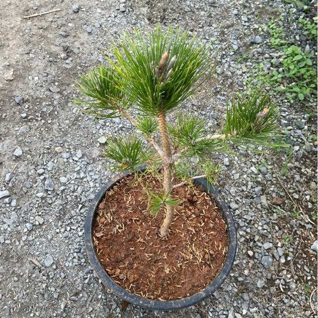 ต้นสนดำญี่ปุ่น Bonsai Japanese Black pine ไม้บอนไซยอดนิยม (30-50cm)
