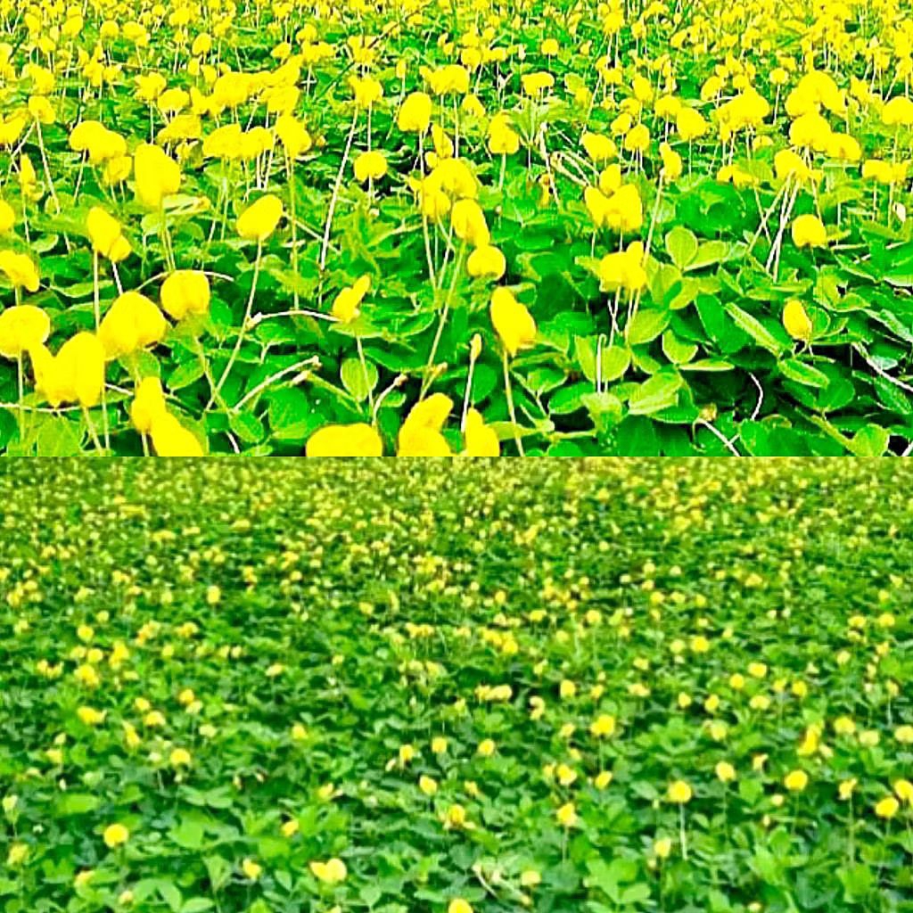 เมล็ดพันธุ์ ถั่วบราซิล 300 เมล็ด พืชคลุมดิน