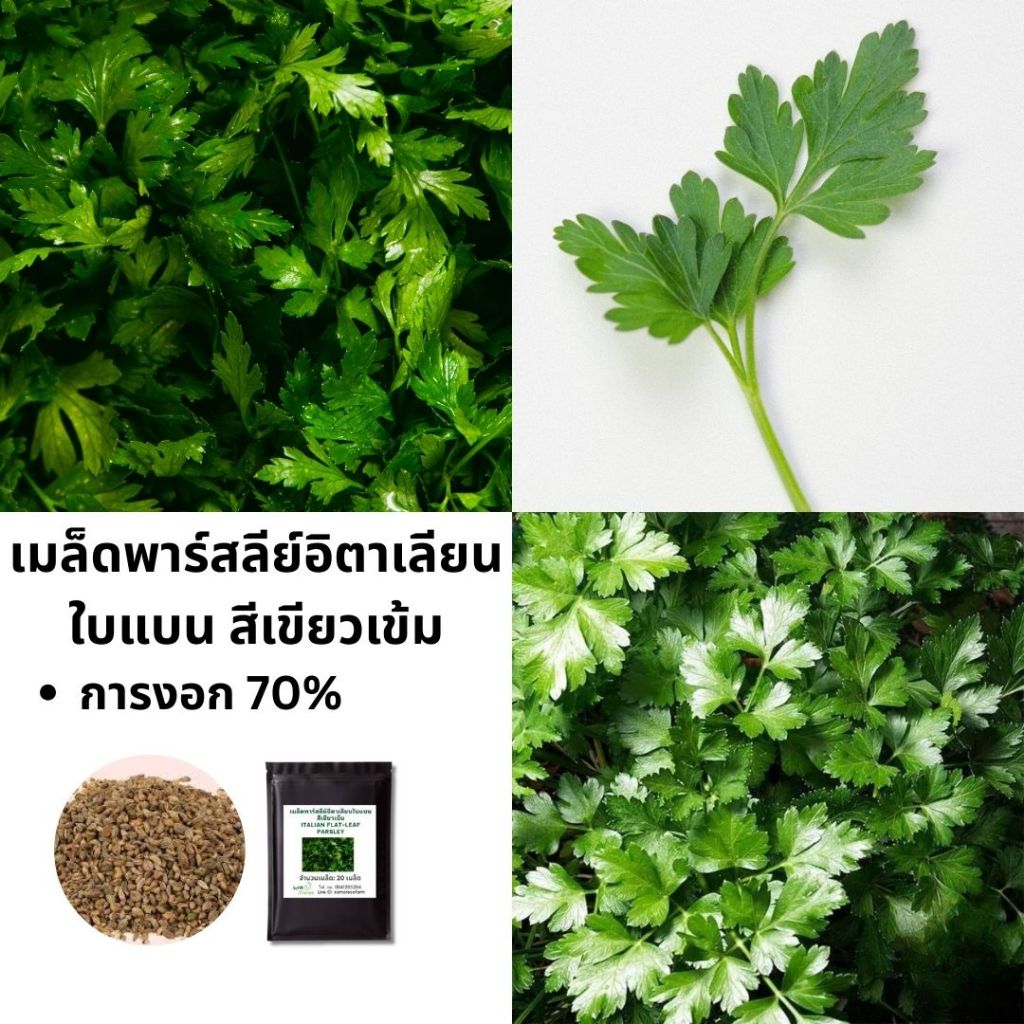 เมล็ดพาร์สลีย์อิตาเลียนใบแบน สีเขียวเข้ม (Italian Flat-leaf Parsley) | ปลูกง่าย | เมล็ดสมุนไพร