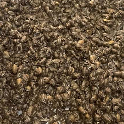 ดูเบียร์จิ๋ว 50กรัม ไซด์เล็ก สะอาด สดใหม่ พร้อมส่ง