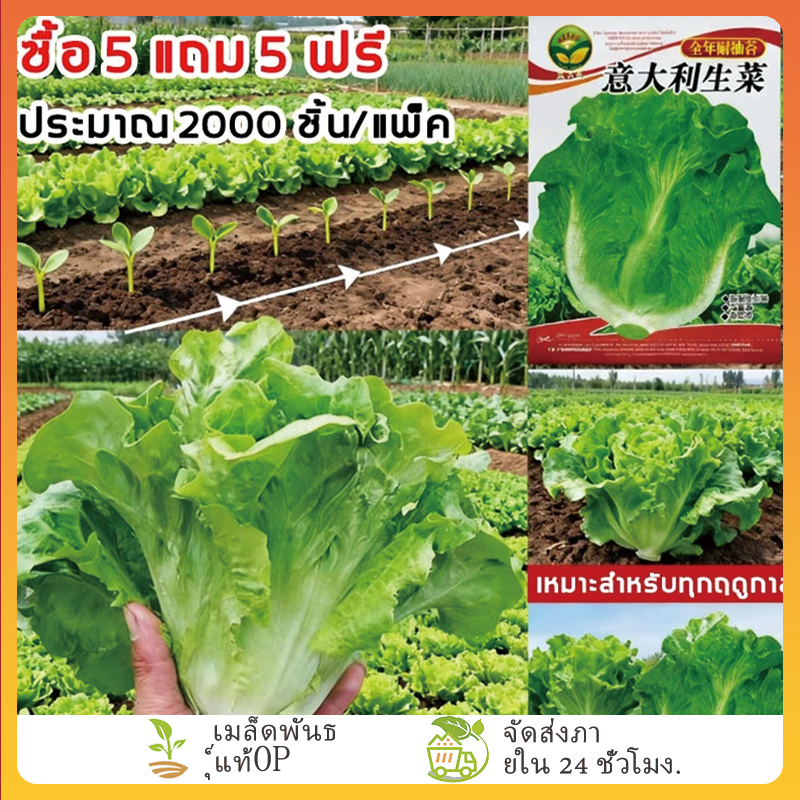 FOZU 2000 เมล็ด ผักกาดหอมอิตาลี ผักกาดหอมอิตาเลี่ยน Italian lettuce seeds.