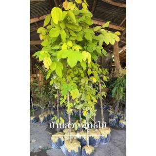 ต้นชะแมบทอง หรือต้นทองนพคุณ ต้นเพาะเมล็ด สูง 1.5-1.7 เมตร