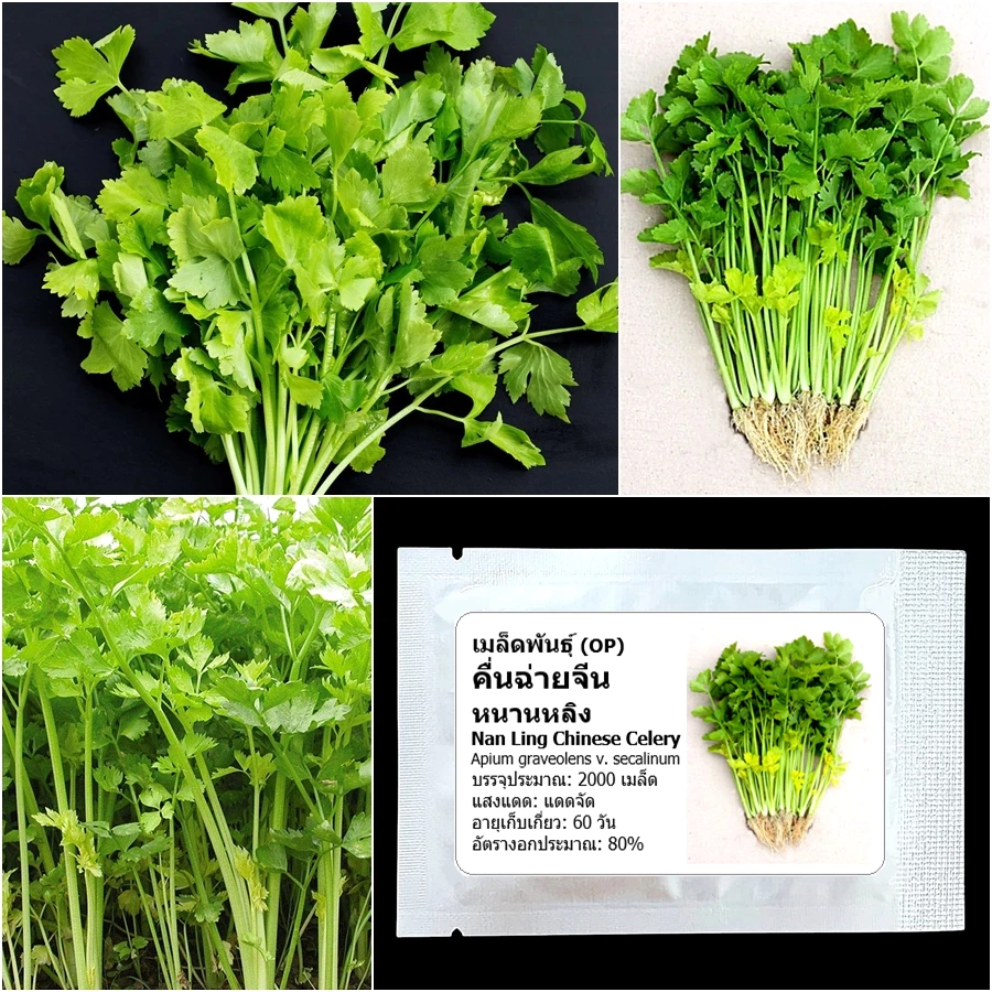 เมล็ดพันธุ์ คื่นฉ่ายจีน หนานหลิง Nan Ling Chinese Celery Seed 2000 เมล็ด คุณภาพดี ของแท้ 100%
