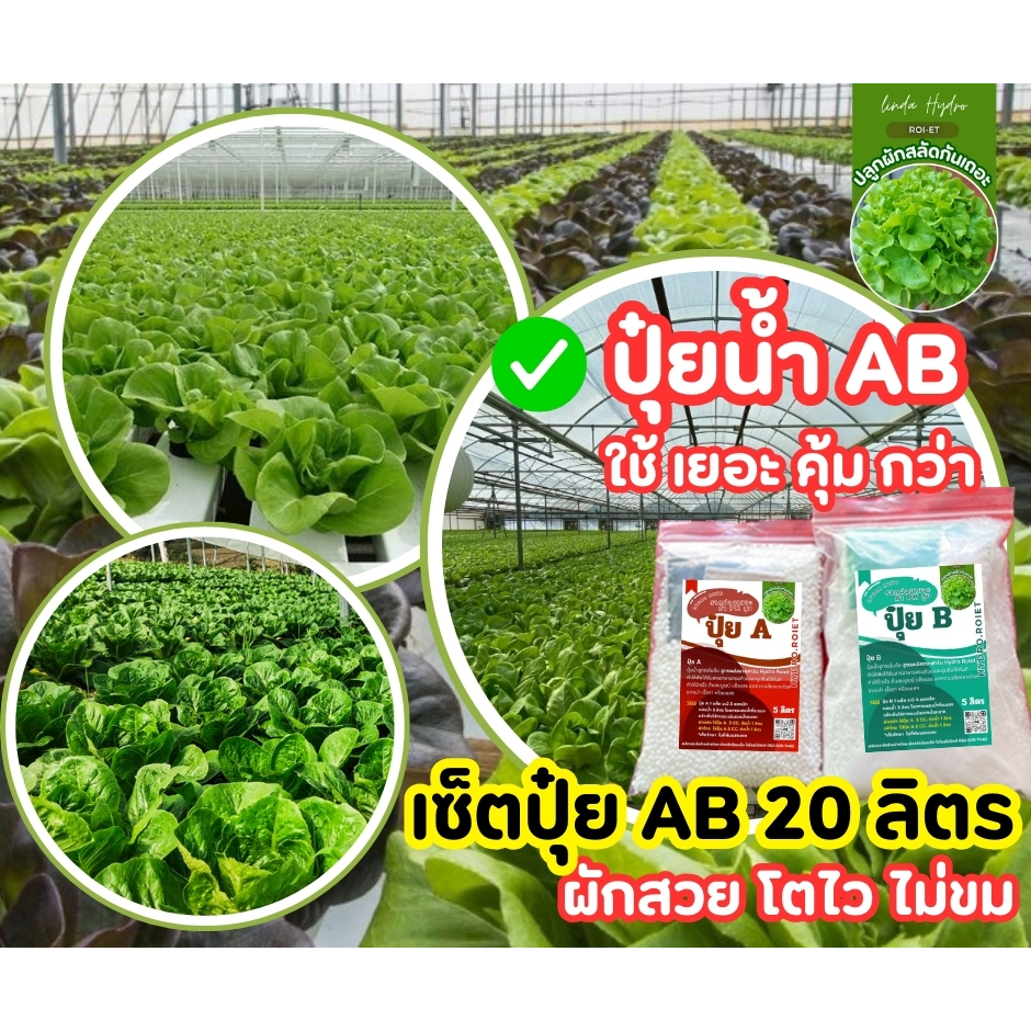 ปุ๋ย AB อย่างละ 20 ลิตร ได้ครบเช็ต คุ้มมาาก ผักไฮโดรโปนิกส์ l คุณภาพดีที่สุด 100%