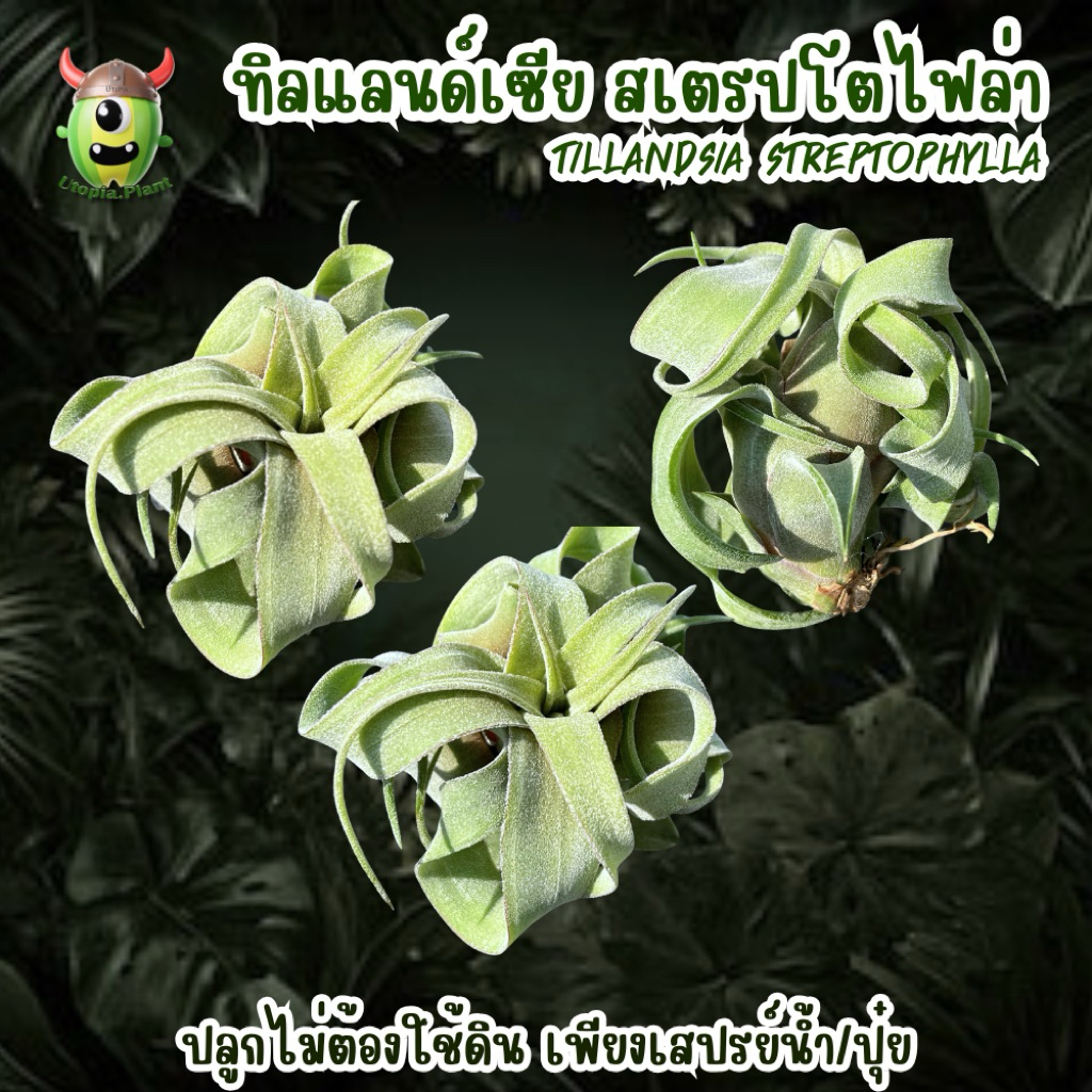 ทิลแลนด์เซีย สเตรปโตไฟล่า - Tillandsia streptophylla - รูปที่ 2
