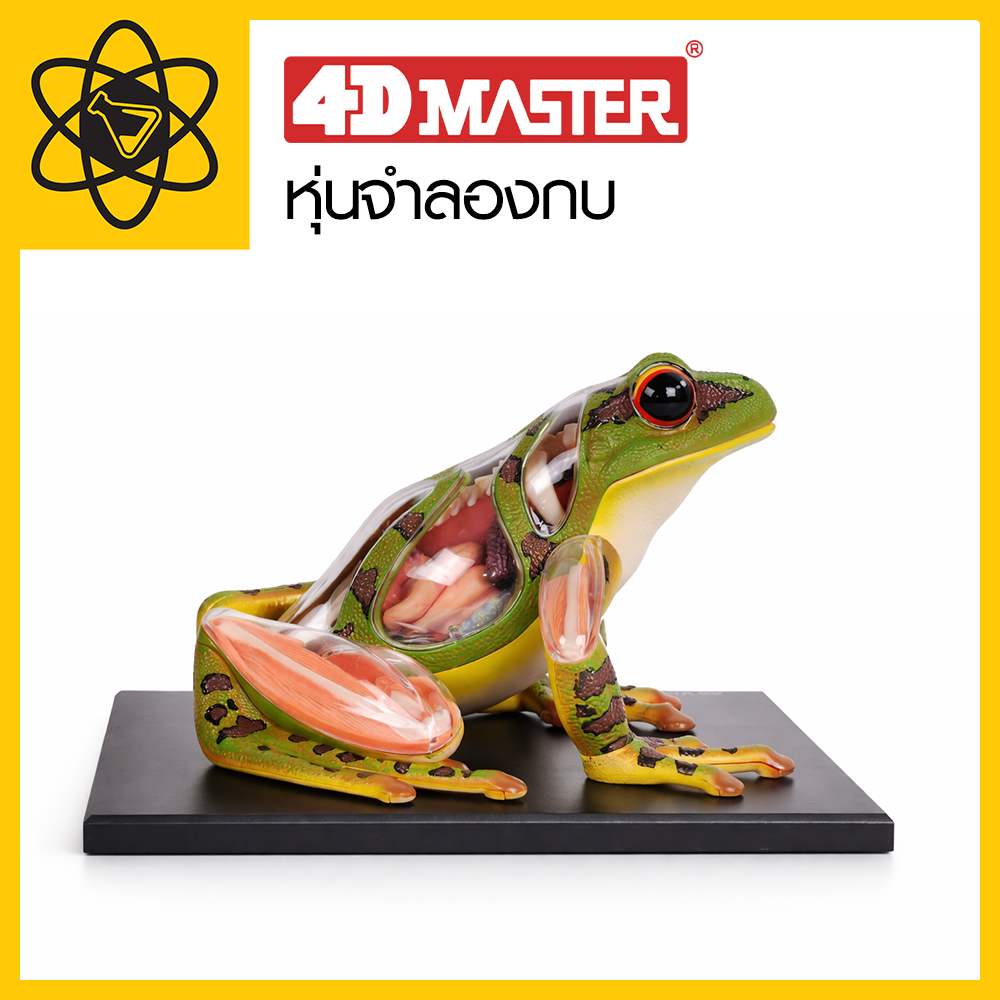 4D Vision หุ่นจำลองกบ 4 มิติ