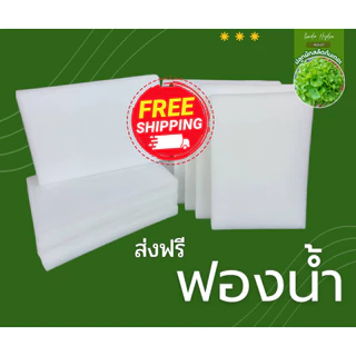 ฟองน้ำเพาะเมล็ด ฟองน้ำปลูกผักไฮโดรโปนิกส์ 96 ช่อง และ 117 ช่อง เลือกได้