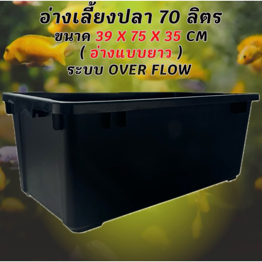 อ่างเลี้ยงปลา 70 ลิตร ระบบoverflow 39 x 75 x 31cm อ่างเปล่า อ่างปลา อ่างเลี้ยงปลา กะบะปลา อ่างปลาบอล