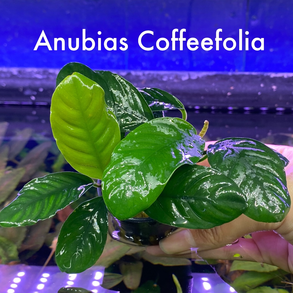 อนูเบียส Anubias Coffeefolia ต้นไม้น้ำพร้อมปลูก ต้นไม้ตกเเต่งตุ้ปลา***กรุณาอ่านรายละเอียดก่อนสั่งซื้อ***