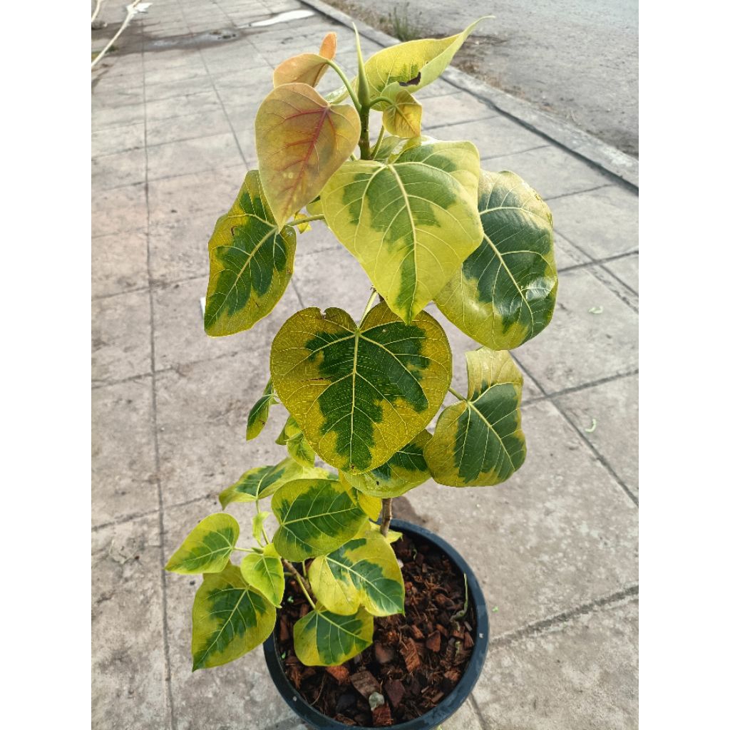 โพธิ์ด่างเหลือง(Bodhi tree Variegated)