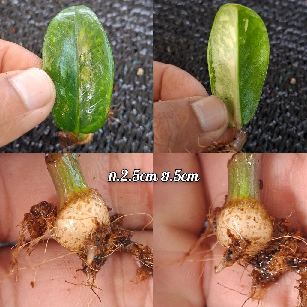 กวักมรกตเเคระด่างเหลืองสวยๆ (ใบชำเมื่อวันที่ 05/12/68) กระถาง 3