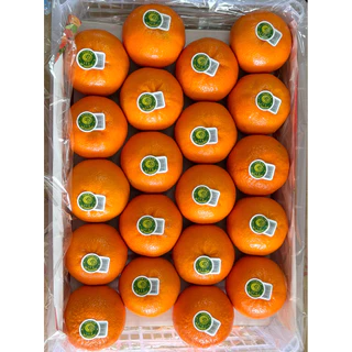ส้มไต้หวันพรีเมียม 1 กิโลไซด์จัมโบ้ 🍊รับประกันสินค้า ฝากผู้ใหญ่ จัดกระเช้า ไหว้ สดพร้อมส่ง🔥กทม.จัดส่งด่วนได้รับภายใน4ชม.