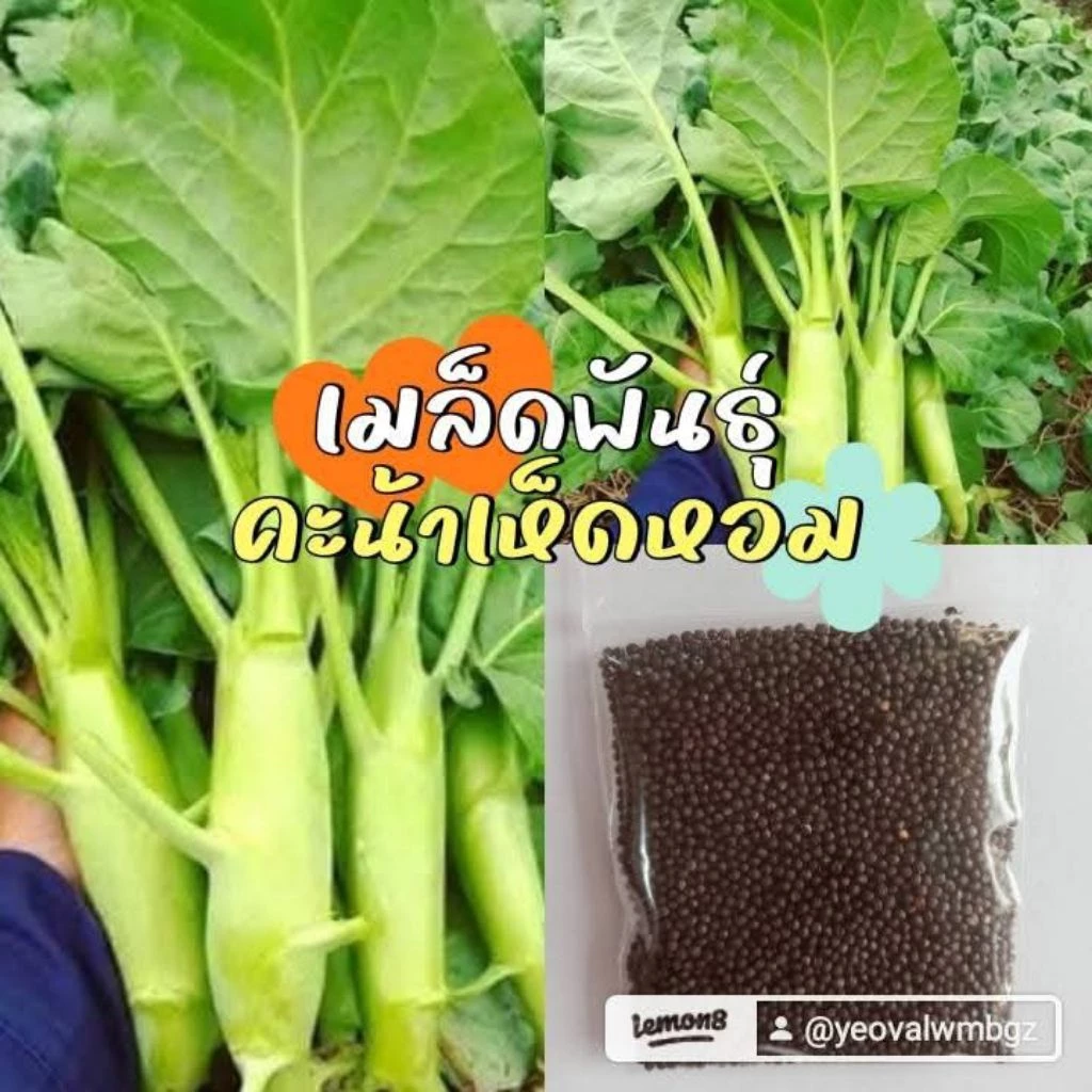 เมล็ดพันธุ์คะน้าเห็ดหอม2,000 เมล็ด 39 บาท