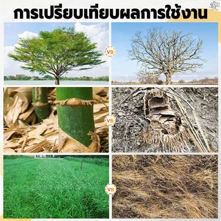 💥สูตรเข้มข้น 💥ยาฆ่าหญ้า รากเน่ารากไม่ขึ้นอีก 500g ยาฆ่าต้นไม้ แบบผง สานกำจัดกอไผ่ วัชพืช