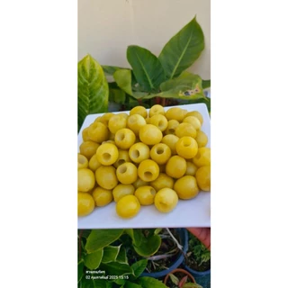 พุทราแช่อิ่ม (พุทรานมสด) ขนาด 500 กรัม หวาน กรอบ อร่อย พร้อมพริกเกลือ