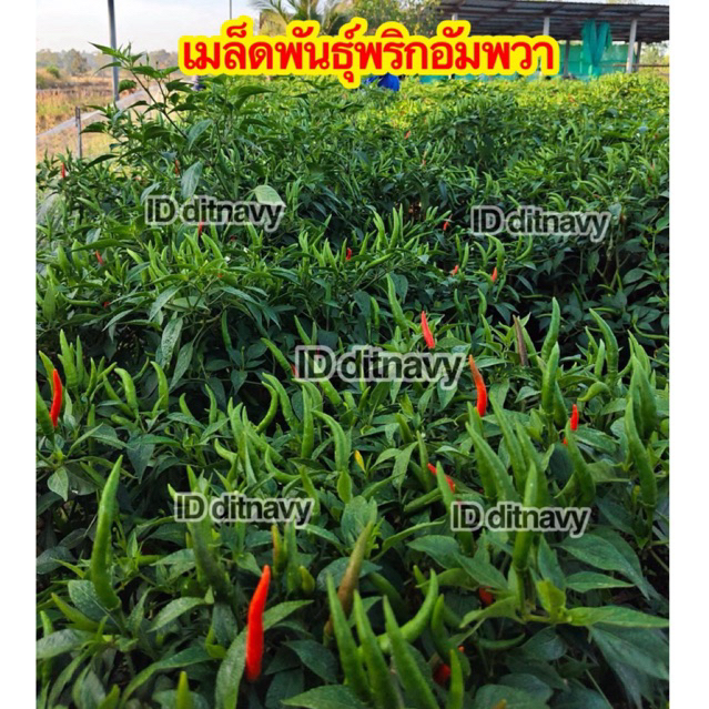เมล็ดพริกอัมพวา พริกเขียว พริกแดง ปลูกง่าย ทนโรค ขายได้ทั้งผลแดงและผลเขียว