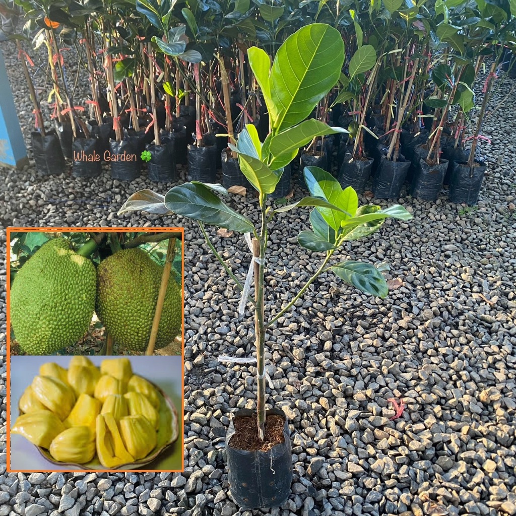 ต้นขนุน พันธุ์ ขนุนเพชรดำรง (Jackfruit) ทาบกิ่ง ต้นสวย ให้ผลเร็ว 1 ปี (รับประกัน ส่งใหม่ฟรี หากสินค้าเเสียหาย!!)