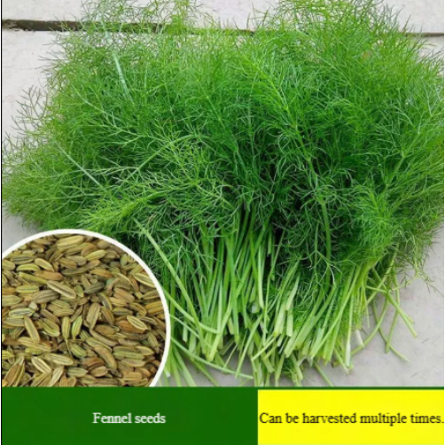 Fennel seeds, organic vegetable seeds, potted fennel herb seeds, vegetable seeds, horticultural bons