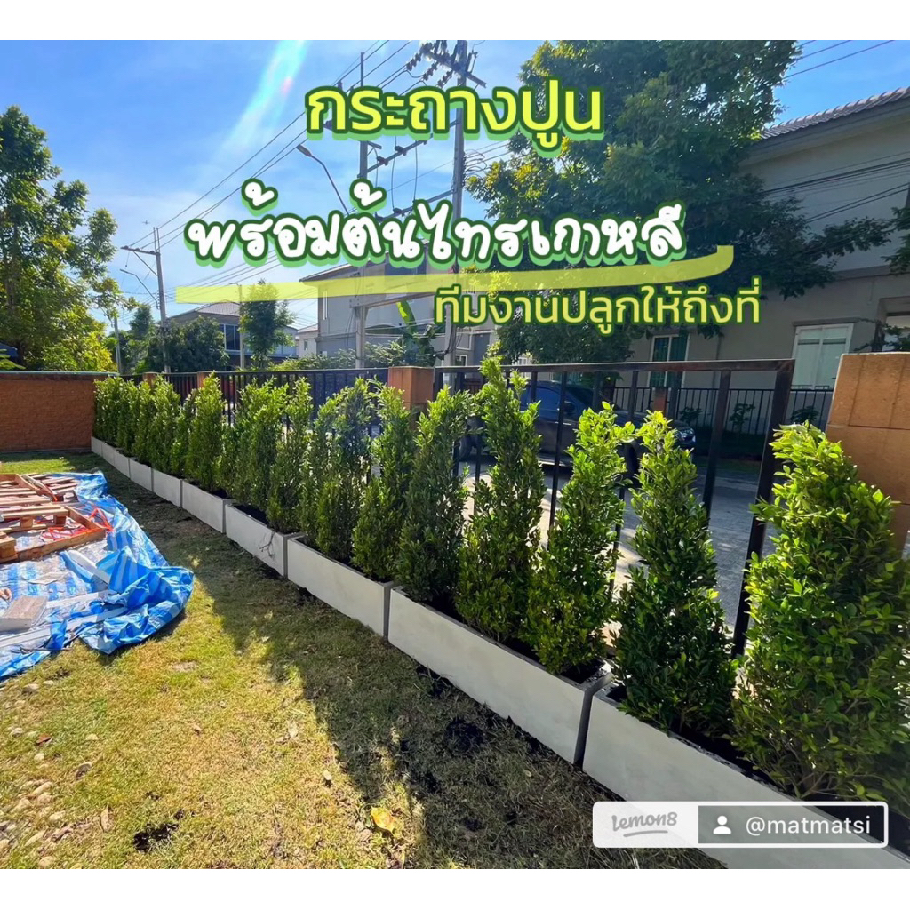 ชุดกระถางปูนเปลือย พร้อมต้นไทรเกาหลี10ชุด กระถางต้นไม้ ทักแชทก่อนสั่งซื้อ ไม้รั้ว มีดอก เคลื่อนย้ายได้