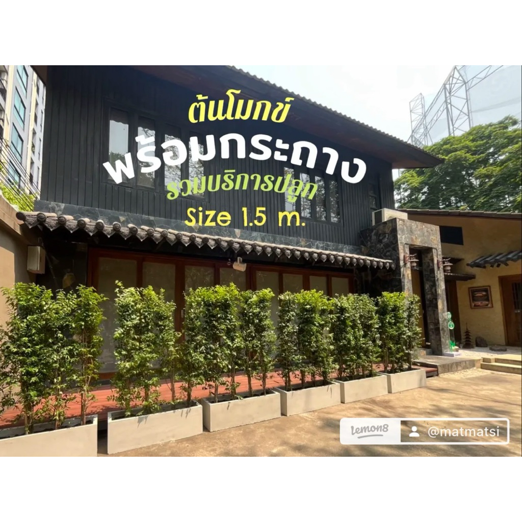 ต้นโมกข์พวงสูง1.50ม. พร้อมกระถางปูน และบริการปลูก แต่งรั้วบ้าน ต้นไม้ทำรั้วดอกสีขาว ต้นโมกสูง1.5เมตร