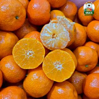 ส้มจิ๋วไร้เมล็ด ซาถัง 🍊 รสส้มเข้มข้น เปลือกบางแกะง่าย