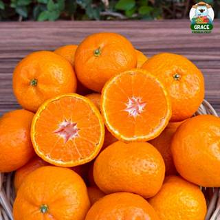 ส้มซาถัง 🍊 ส้มจิ๋วไร้เม็ด เปลือกบางแกะง่าย รสชาติส้มจัดจ้าน