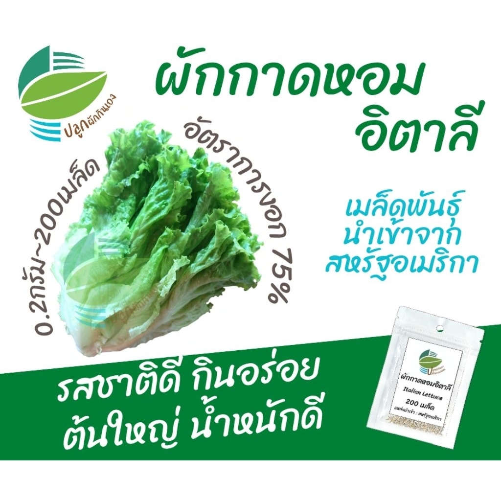 เมล็ดพันธุ์ ผักกาดหอมอิตาลี (Italian Lettuce)